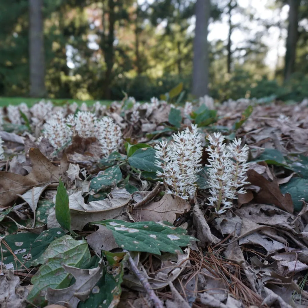 Allegheny Pachysandra - Pachysandra procumbens