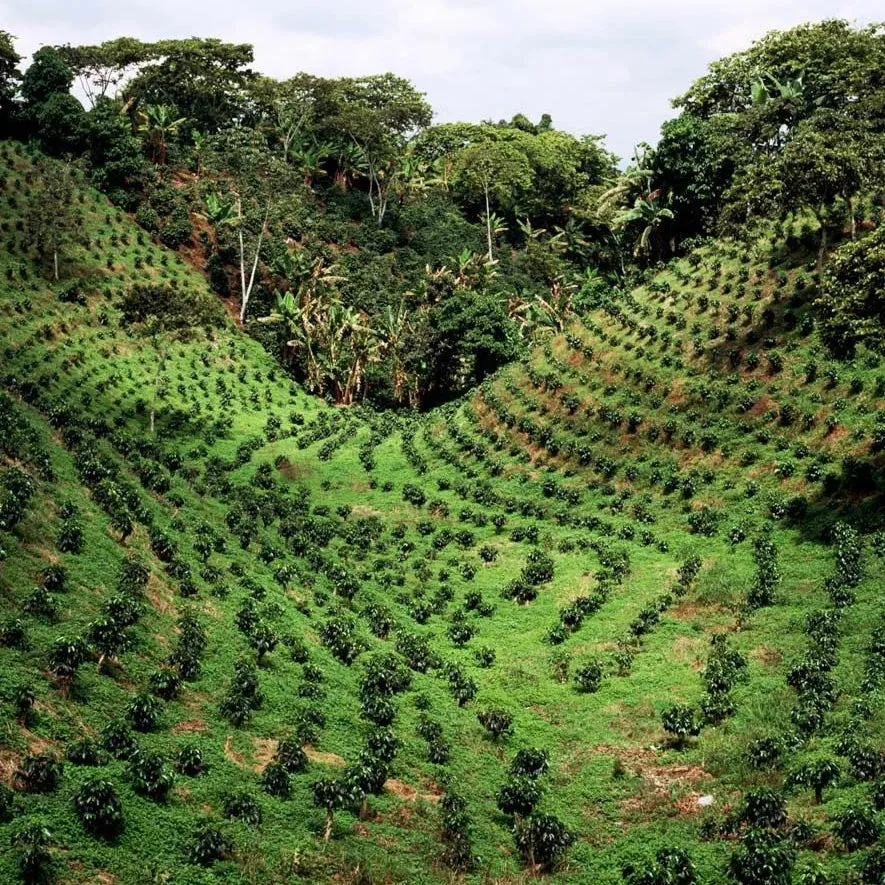 Hacienda Filo Alto - Pitalito, Huila