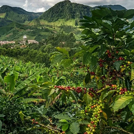 Hacienda Filo Alto - Pitalito, Huila